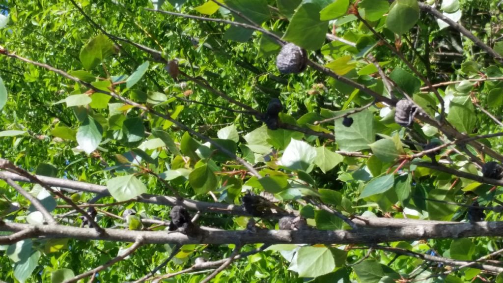 Che albero �? Populus sp.