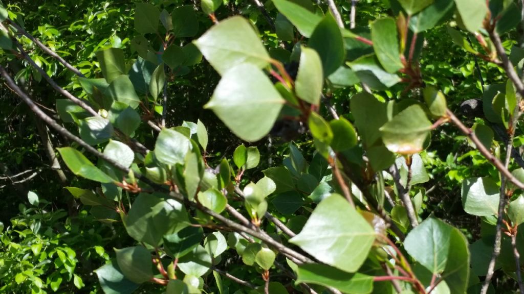 Che albero �? Populus sp.