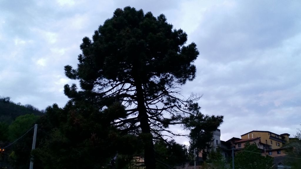 Pinus pinaster