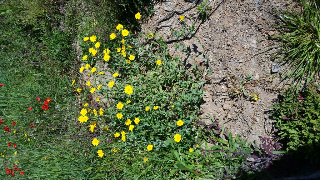 Glebionis segetum (= Chrysanthemum segetum), Asteraceae