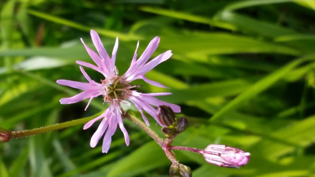 Silene flos-cuculi (Caryophyllaceae)