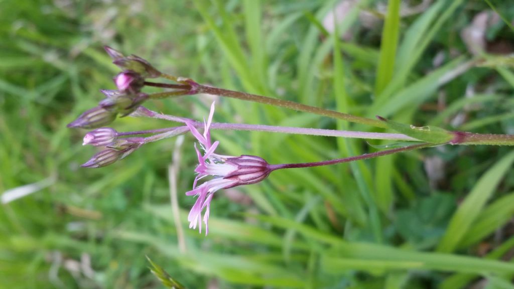 Silene flos-cuculi (Caryophyllaceae)