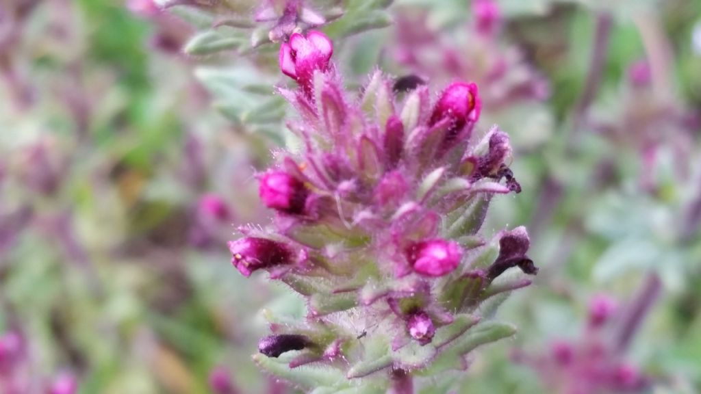 Parentucellia latifolia, Orobanchaceae