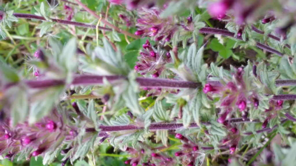 Parentucellia latifolia, Orobanchaceae