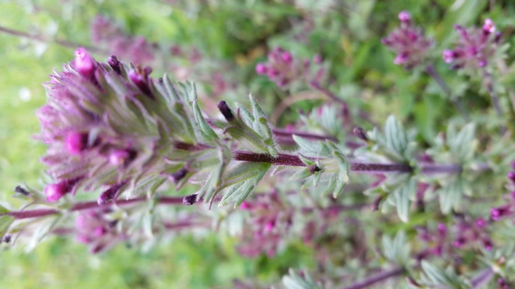 Parentucellia latifolia, Orobanchaceae