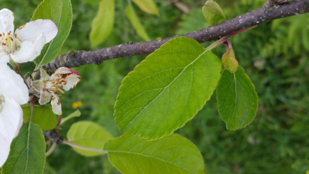 Melo - Malus sp.