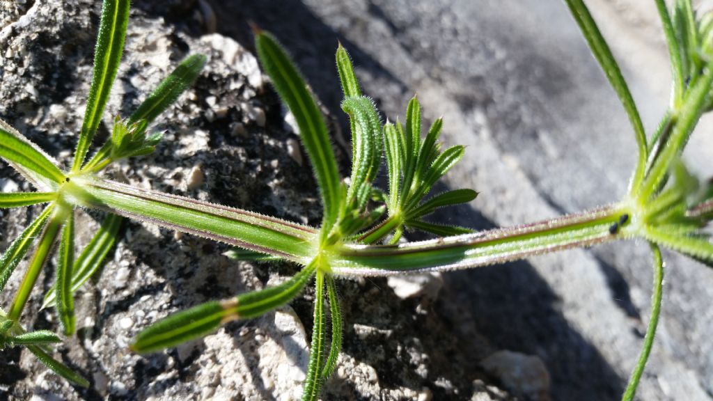 Galium aparine  (Rubiaceae)