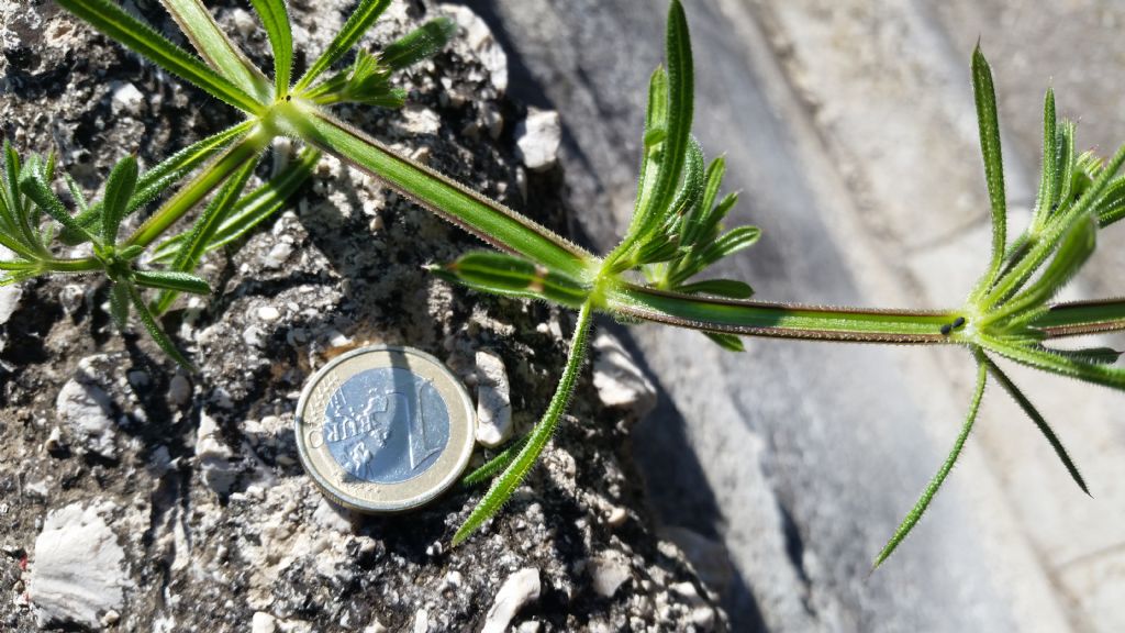 Galium aparine  (Rubiaceae)