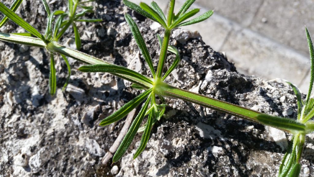 Galium aparine  (Rubiaceae)