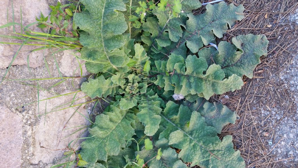 Rosetta basale di Verbascum sinuatum