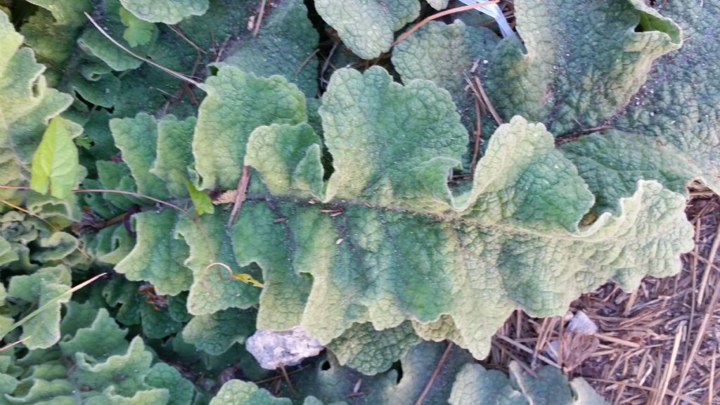 Rosetta basale di Verbascum sinuatum