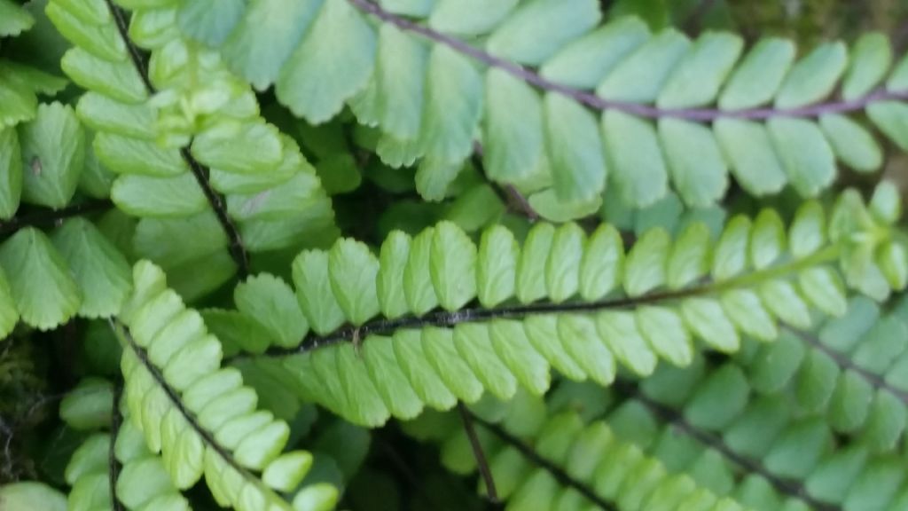 Che felce? Asplenium trichomanes