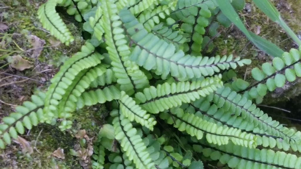 Che felce? Asplenium trichomanes