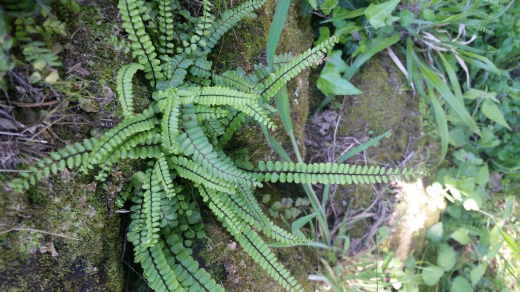 Che felce? Asplenium trichomanes