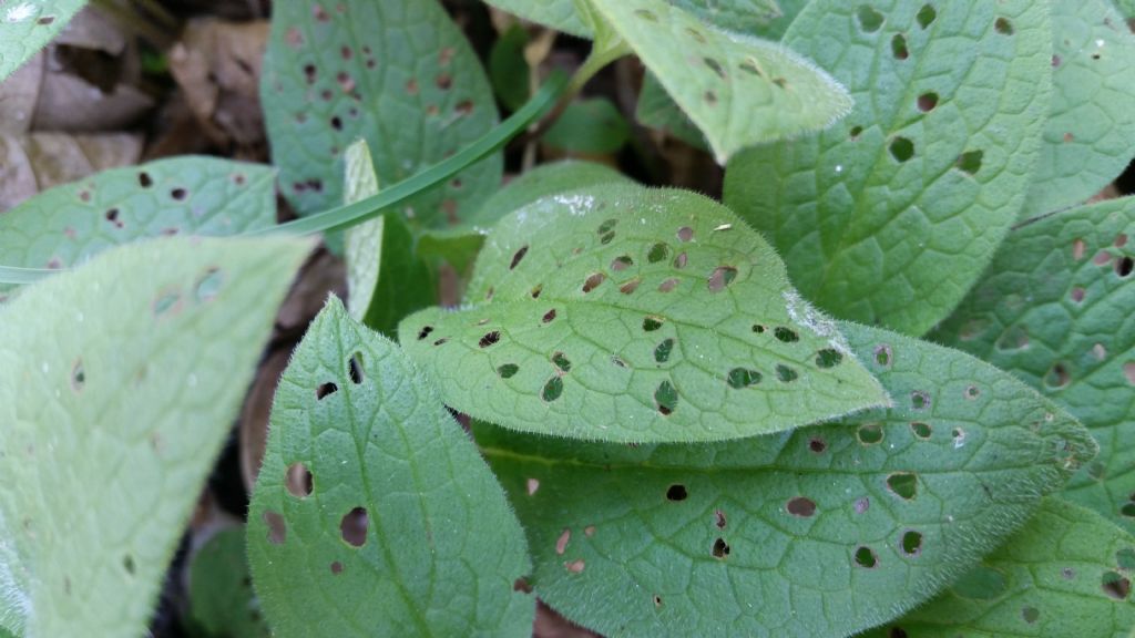 Figlie bucate da chi?