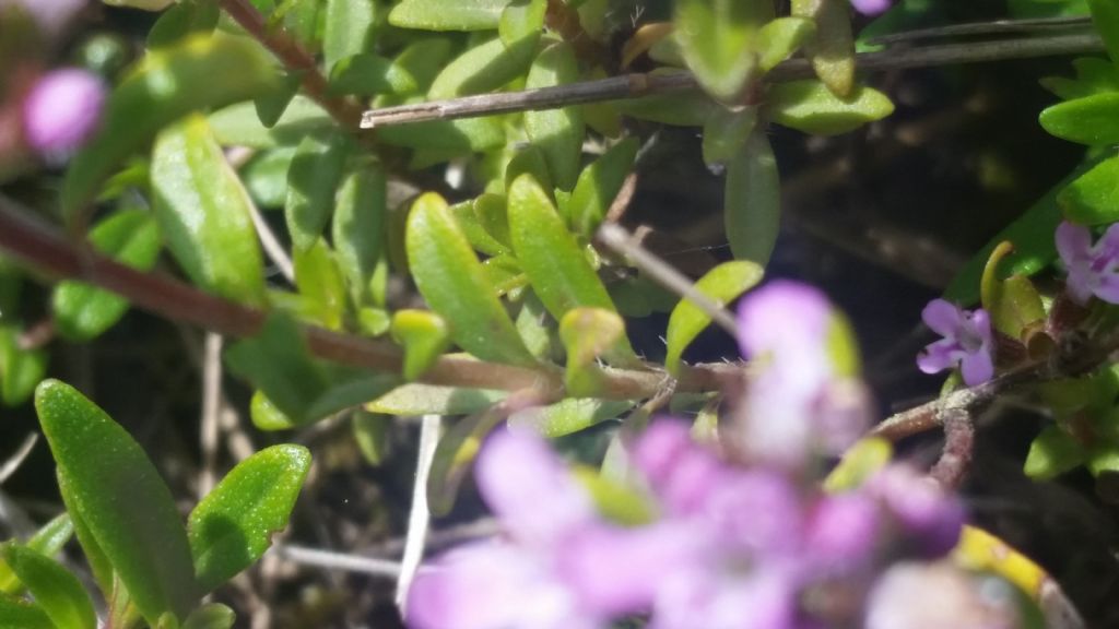 Thymus sp.