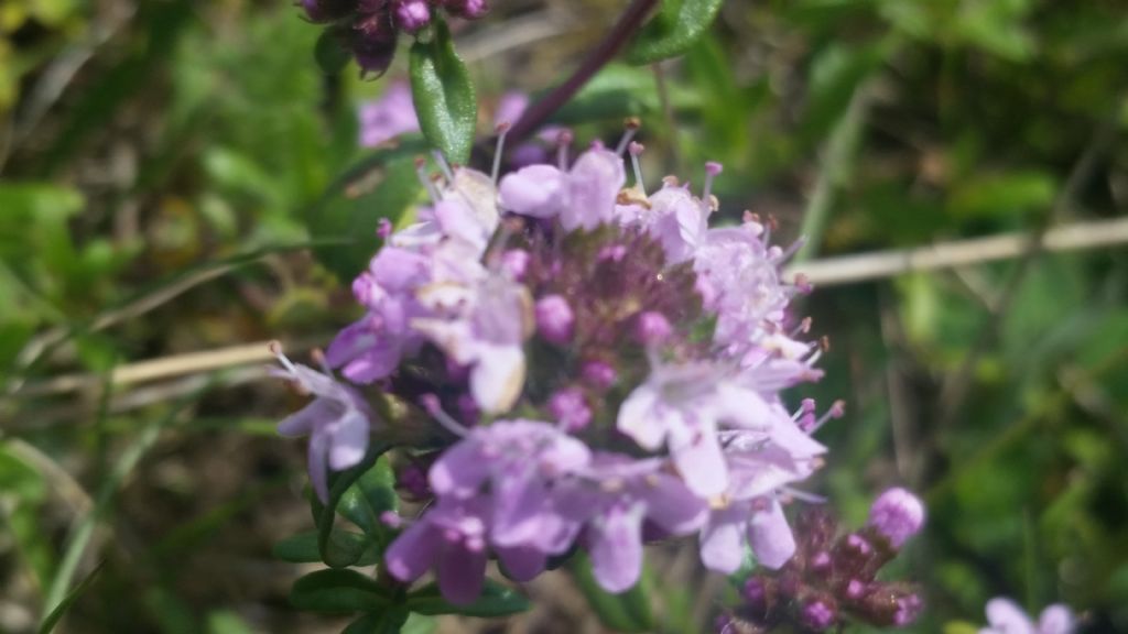Thymus sp.