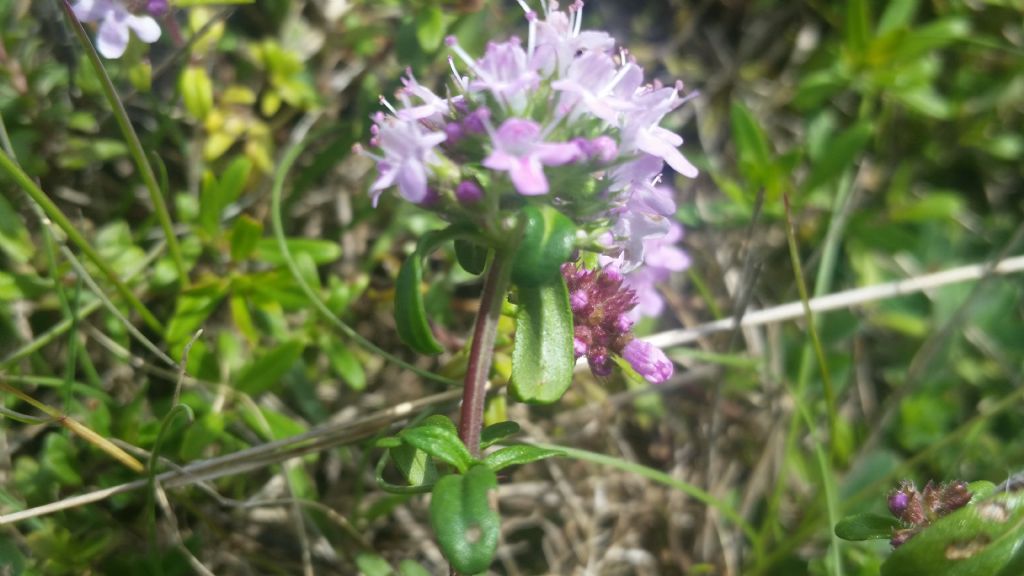 Thymus sp.