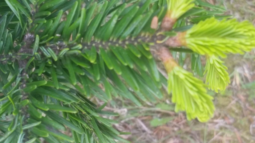 Picea abies