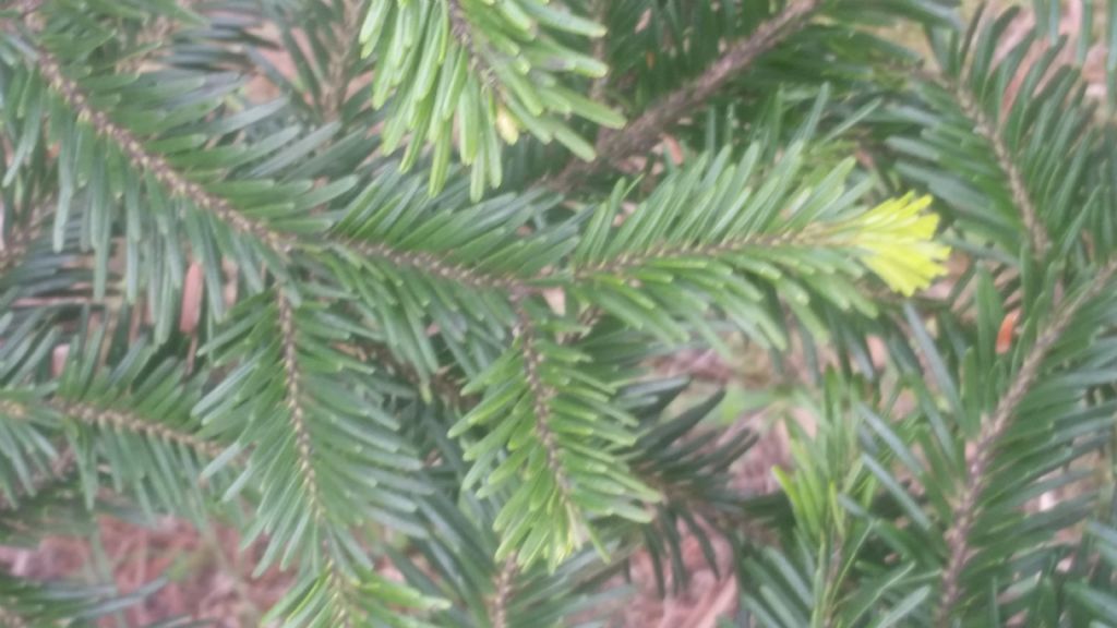 Picea abies