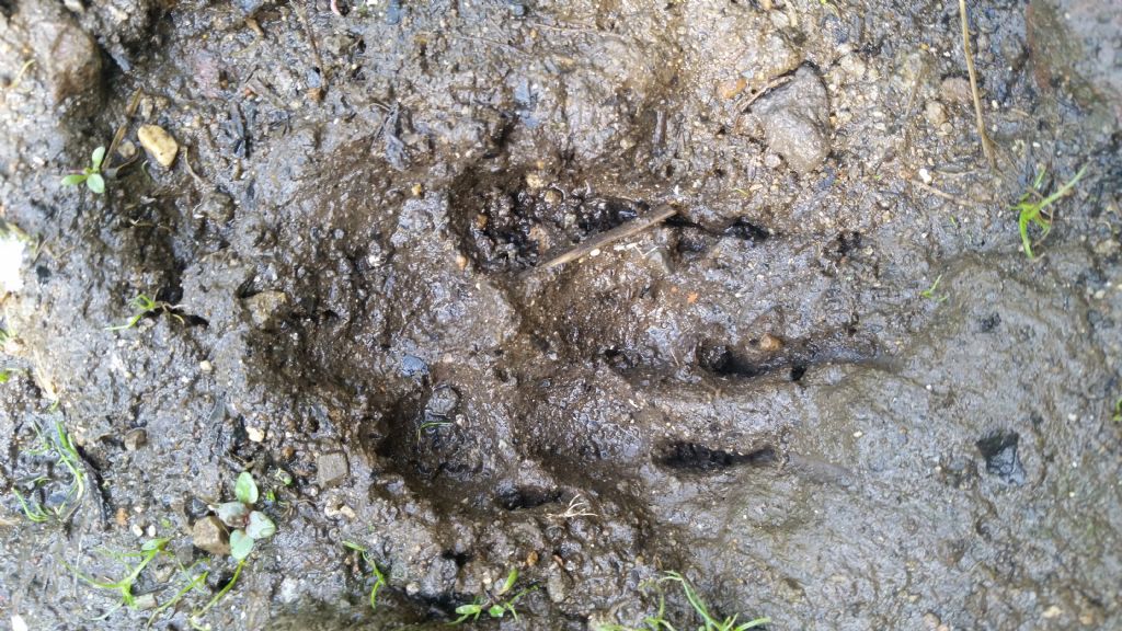 Orma di cane?