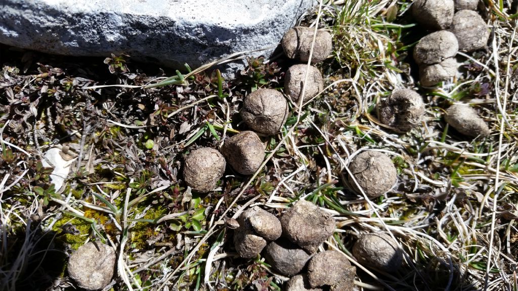 Escrementi di lepre?