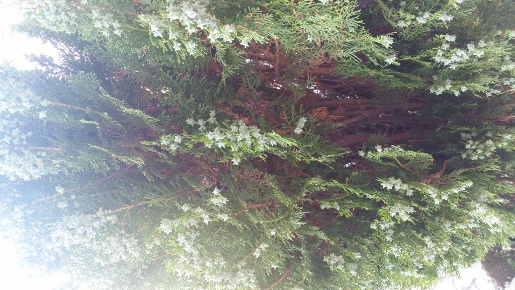 Thuja sp.