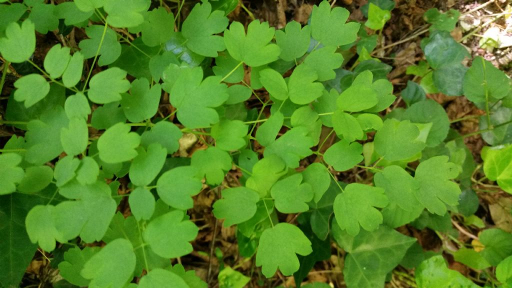 Thalictrum aquilegiifolium
