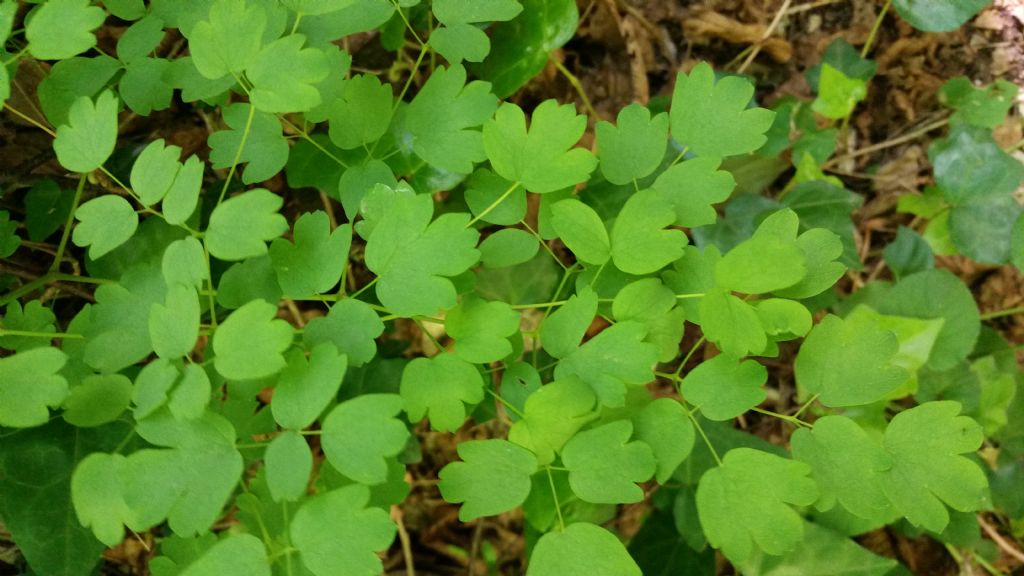 Thalictrum aquilegiifolium