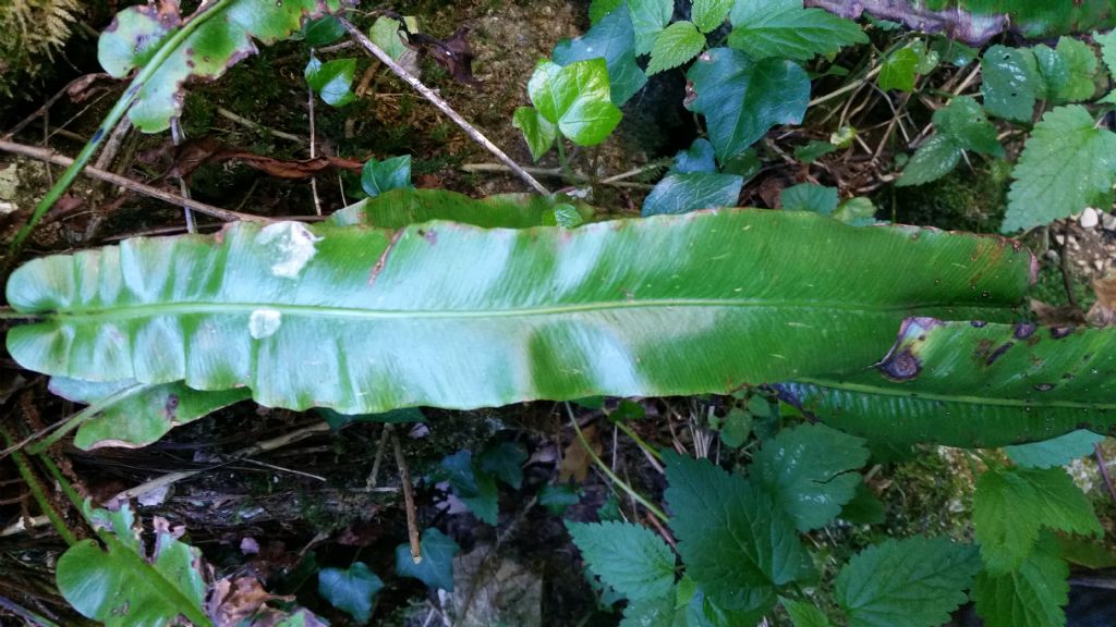 Asplenium scolopendrium
