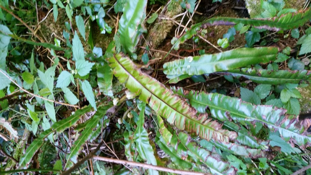 Asplenium scolopendrium