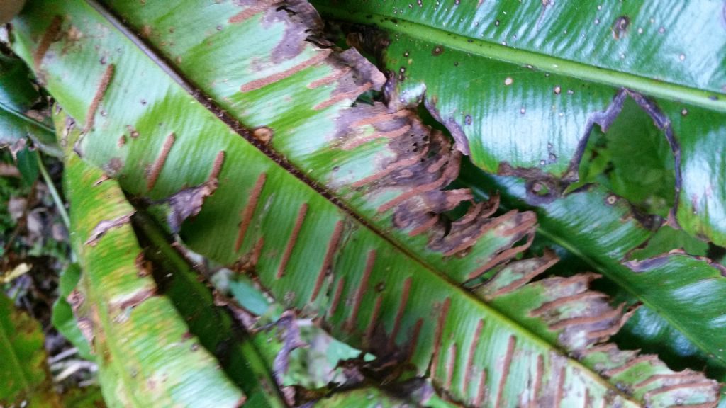 Asplenium scolopendrium