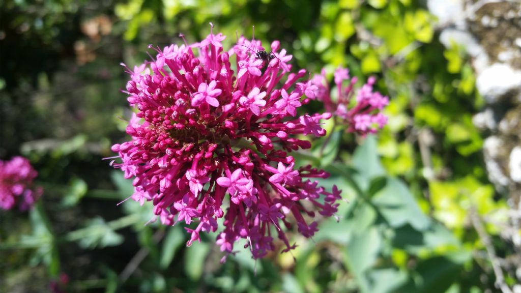 Centranthus ruber (Dipsacales - Caprifoliaceae)