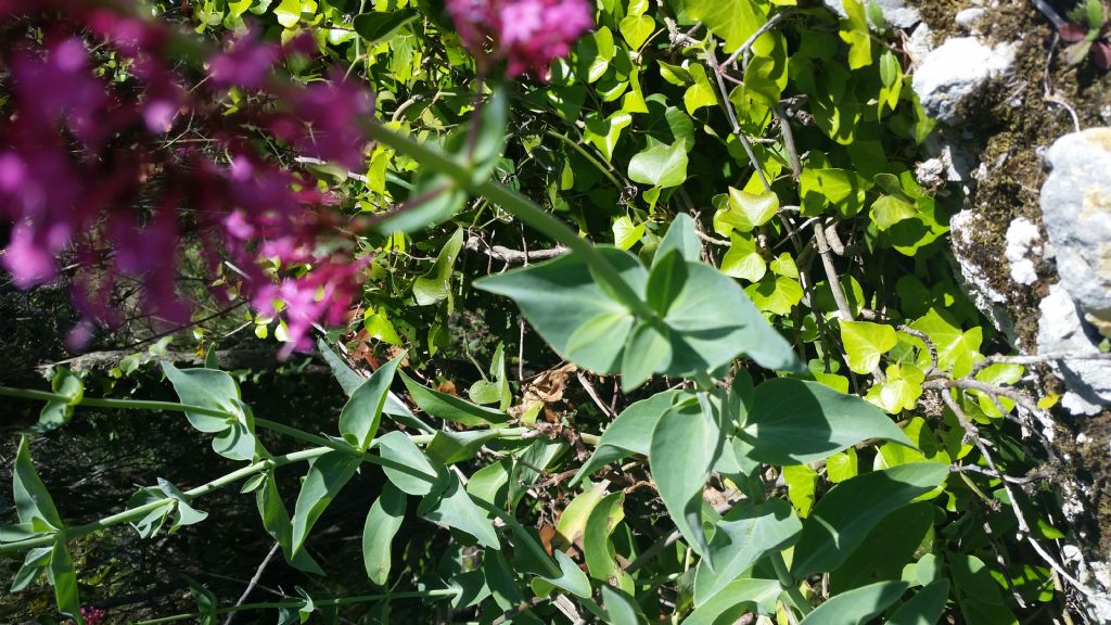 Centranthus ruber (Dipsacales - Caprifoliaceae)
