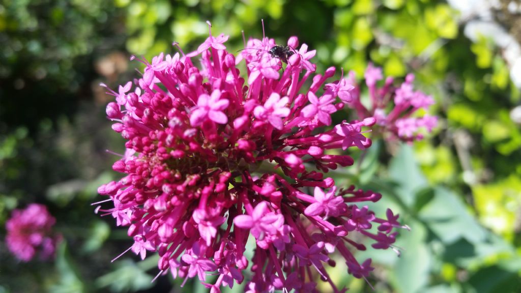Centranthus ruber (Dipsacales - Caprifoliaceae)