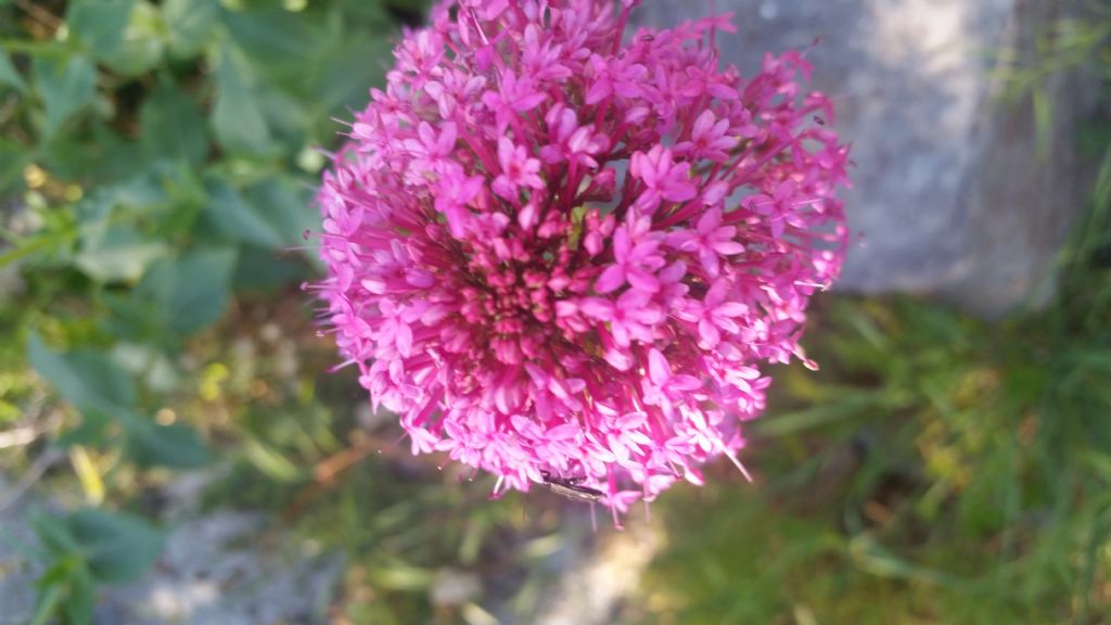 Centranthus ruber (Dipsacales - Caprifoliaceae)