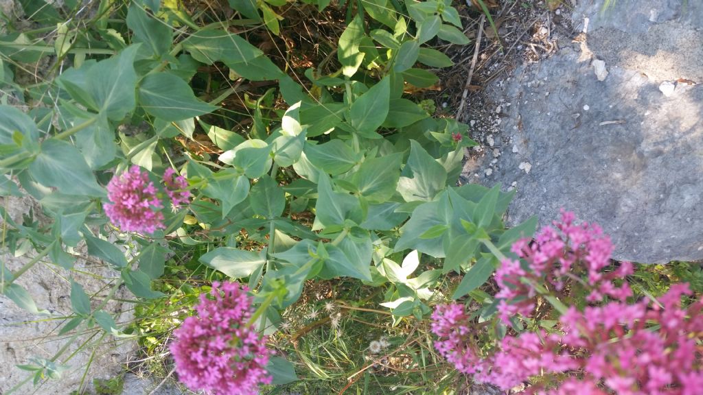 Centranthus ruber (Dipsacales - Caprifoliaceae)