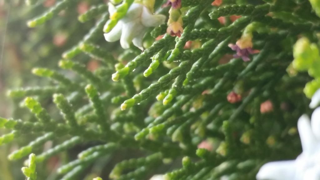 Thuja sp.