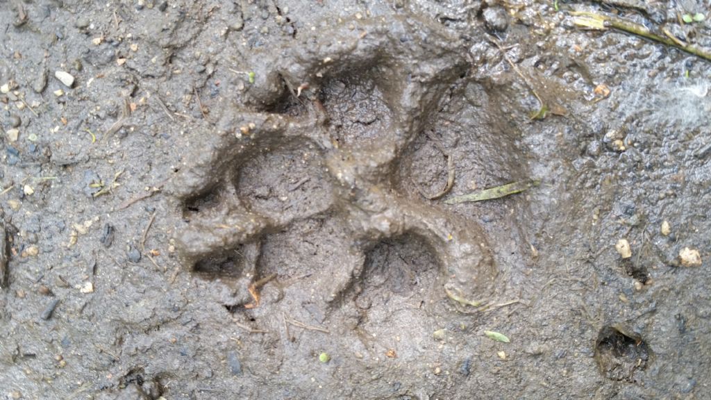 Pure questa � orma di cane?