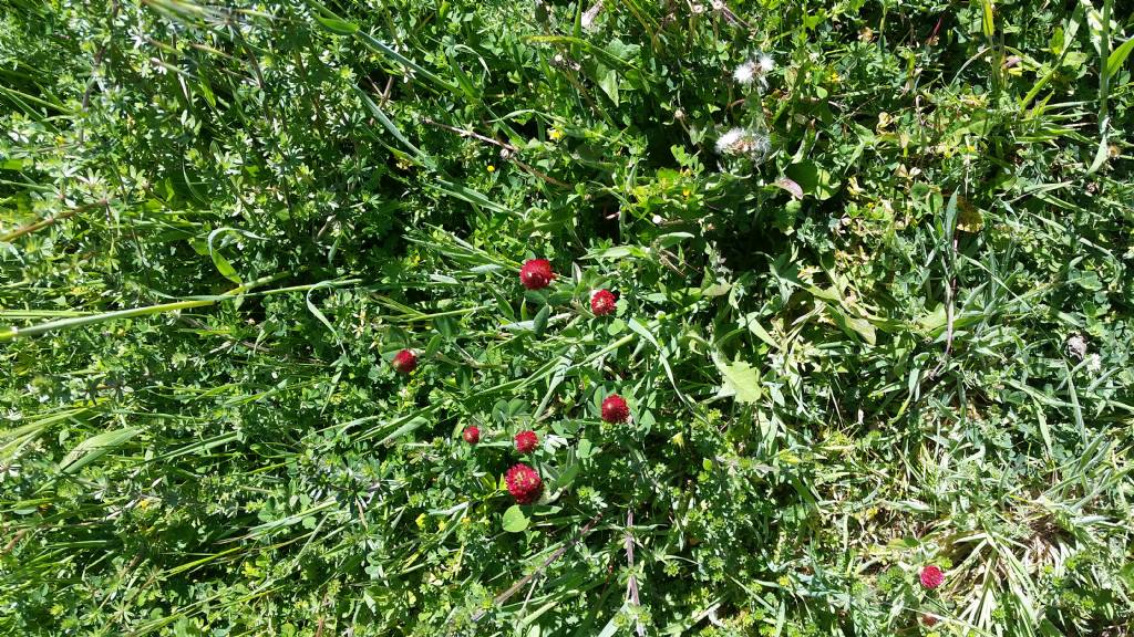 Trifolium incarnatum (Fabaceae)