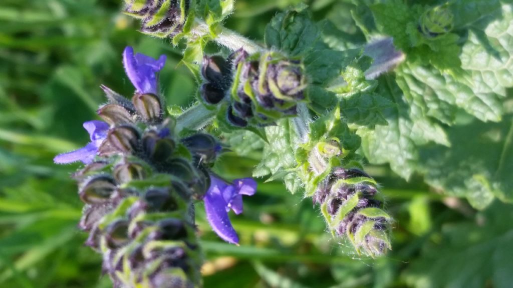 Salvia pratensis