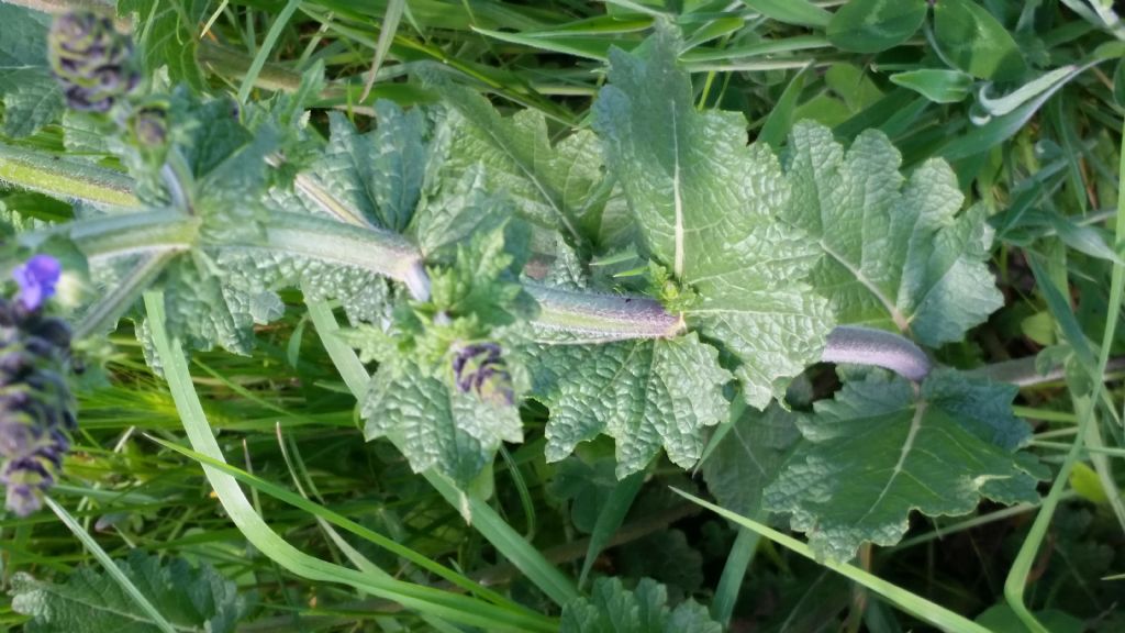 Salvia pratensis