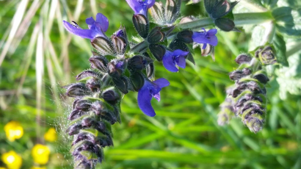 Salvia pratensis