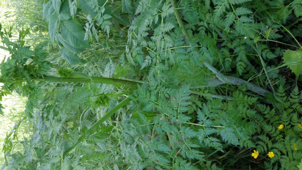 Conium maculatum (Apiaceae)