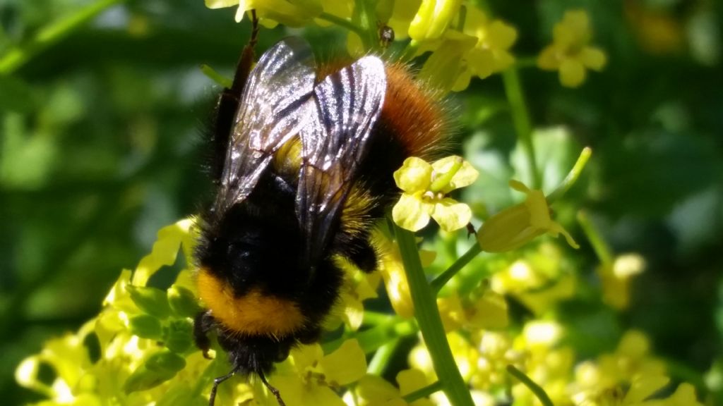 Bombus pratorum, regina