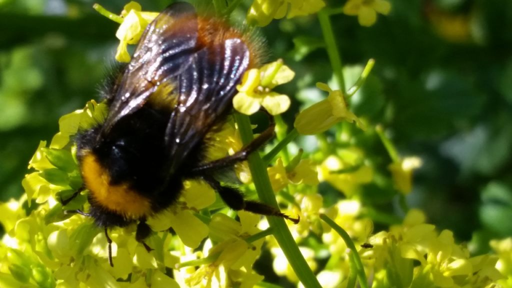 Bombus pratorum, regina