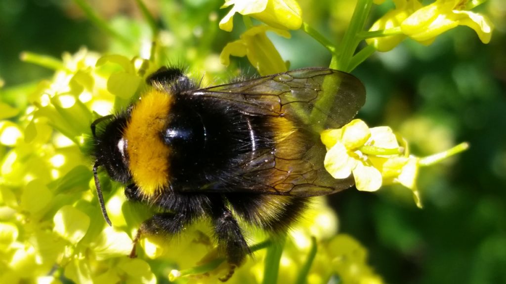 Bombus pratorum, regina