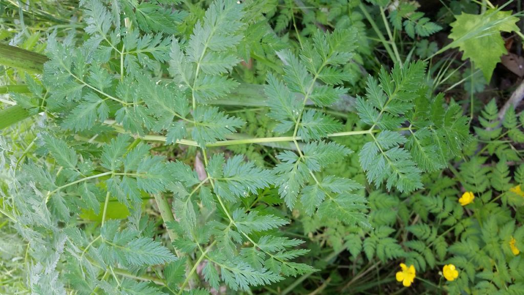 Conium maculatum (Apiaceae)