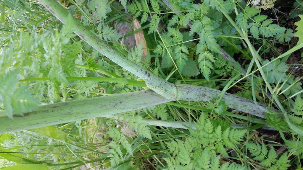 Conium maculatum (Apiaceae)