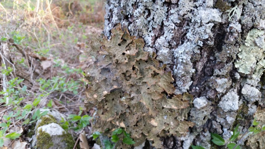 Che lichene ?